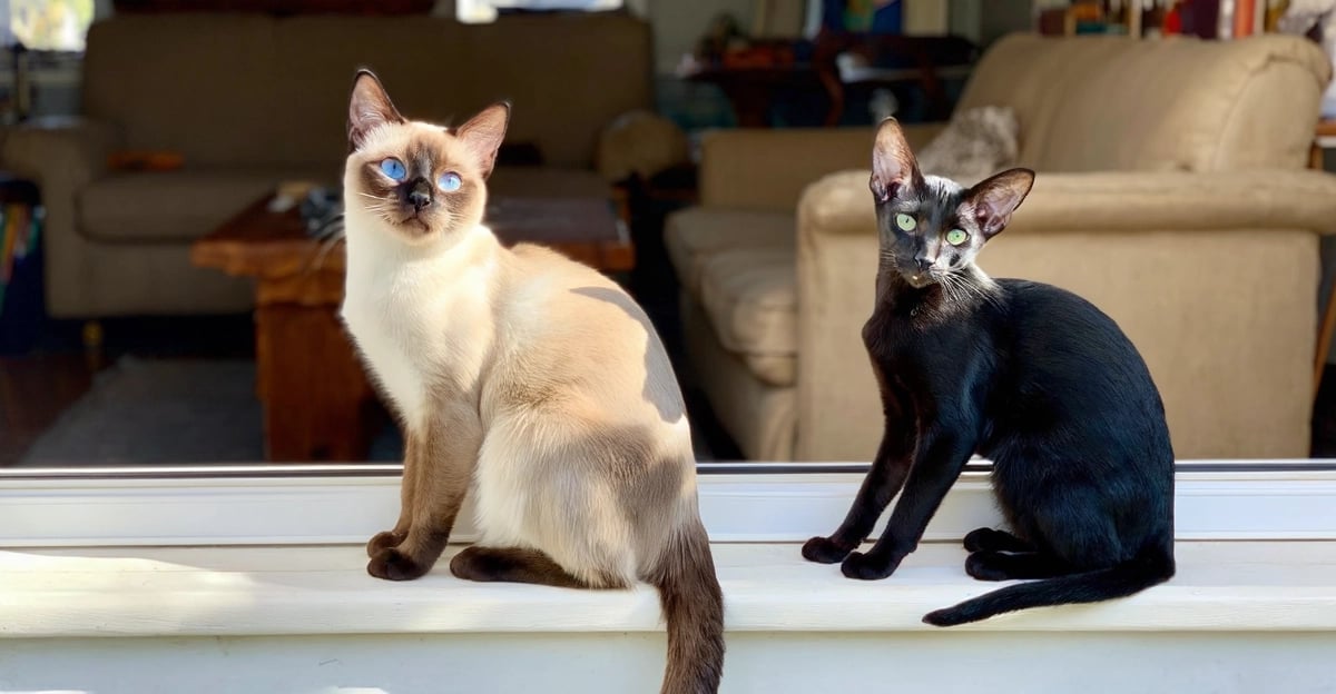 Siamkatze vs Orientalisch Kurzhaar: Der vollständige Vergleichsleitfaden 2026
