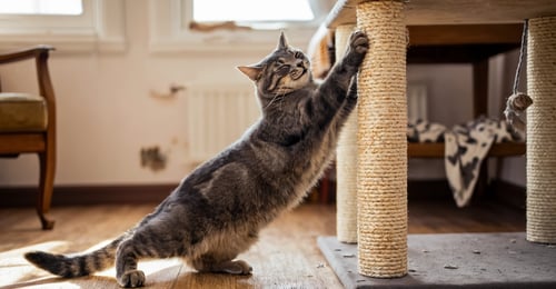 Stop the Shred: How to Protect Your Furniture from Cat Scratching