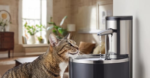 PetSafe Cat Water Fountain Review: Top Models Compared