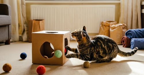DIY Cat Enrichment: Easy Projects on a Budget