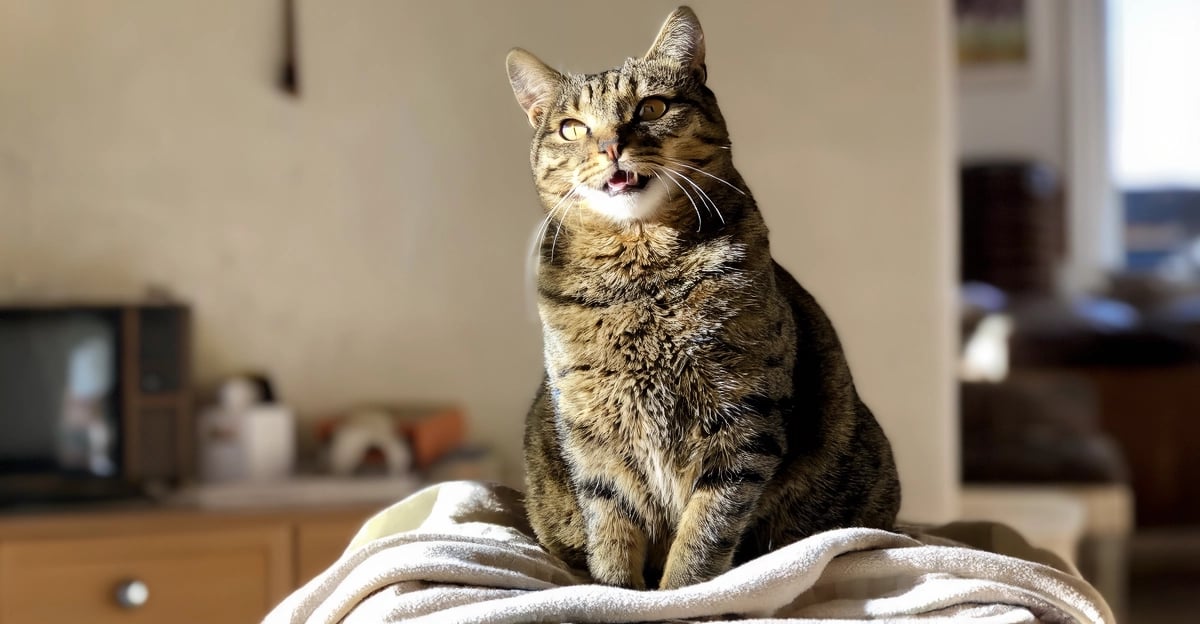 Maladie du Bas Appareil Urinaire Félin (MBAUF) : Un Guide Complet pour les Propriétaires de Chats en 2026