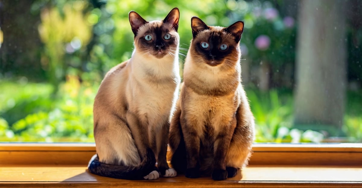 Siamkatze vs. Tonkanese: Der vollständige Rassevergleichsleitfaden 2026