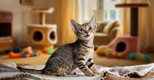 Kitten Socialization Guide: Raising a Confident Cat