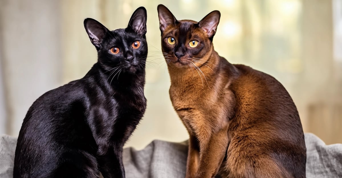 Bombay vs. Burmese Katze: Der ultimative Rassevergleichsleitfaden (2026)