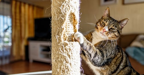 How to Stop Cat Scratching Furniture: A Complete Guide to Protection and Training
