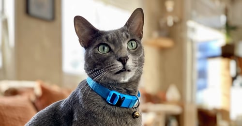 10 Best Cat Collars: Expert Safety Reviews & Buying Guide