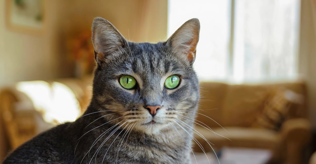 Problèmes Oculaires chez le Chat : Guide 2026 des Affections, Symptômes et Coûts des Traitements