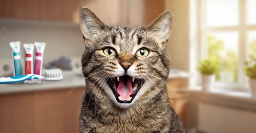 Cat Dental Health: The No-Nonsense Prevention & Care Guide