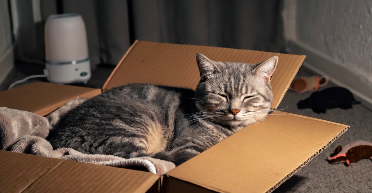 Feuerwerk und Katzen: Ein umfassender Leitfaden, um Ihre Katze ruhig und sicher zu halten