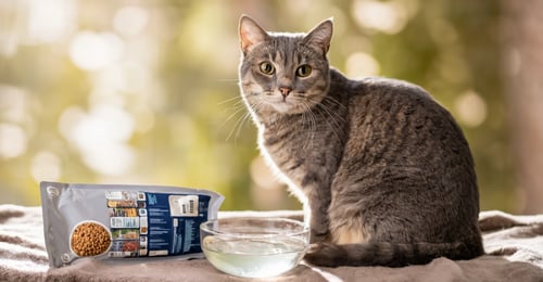 Cat Kidney Disease: A Real-World Guide for Owners