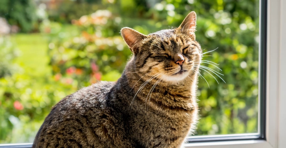 Katzenverhaltensprobleme: Ein umfassender Leitfaden zu Lösungen und Vorbeugung für 2026