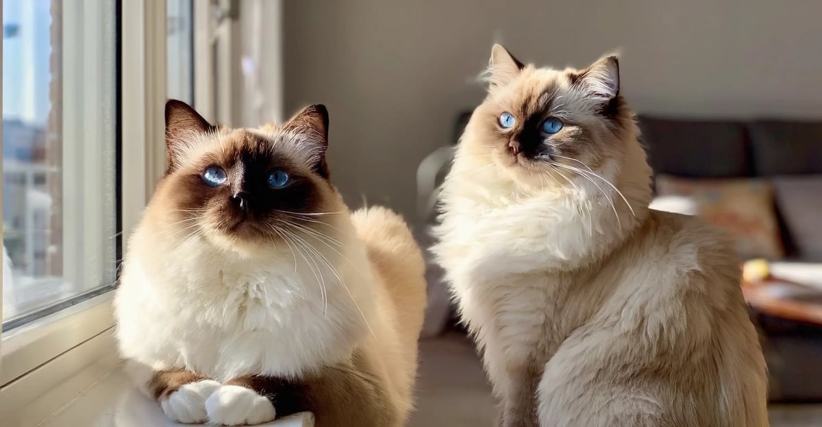 Birman vs Ragdoll: Ein vollständiger Rassenvergleichsleitfaden für 2026
