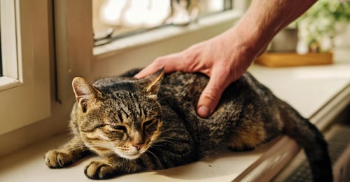 How to Tell If Your Cat Is Sick: 10 Critical Warning Signs
