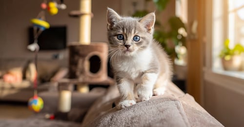 New Kitten First Week Guide: Essential Tips for a Happy Home