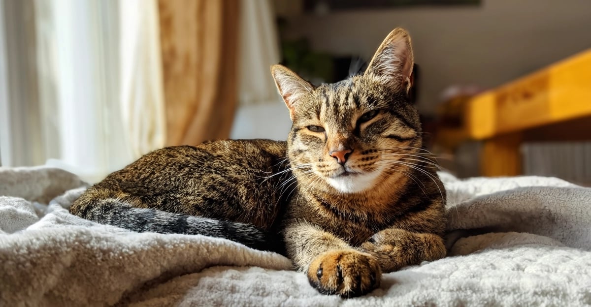 Feline Arthritis: Der Leitfaden 2026 zu Diagnose, Behandlung & Schmerzmanagement