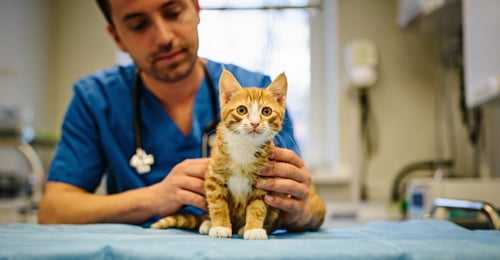 Your Kitten's First Vet Visit: Complete Preparation Guide