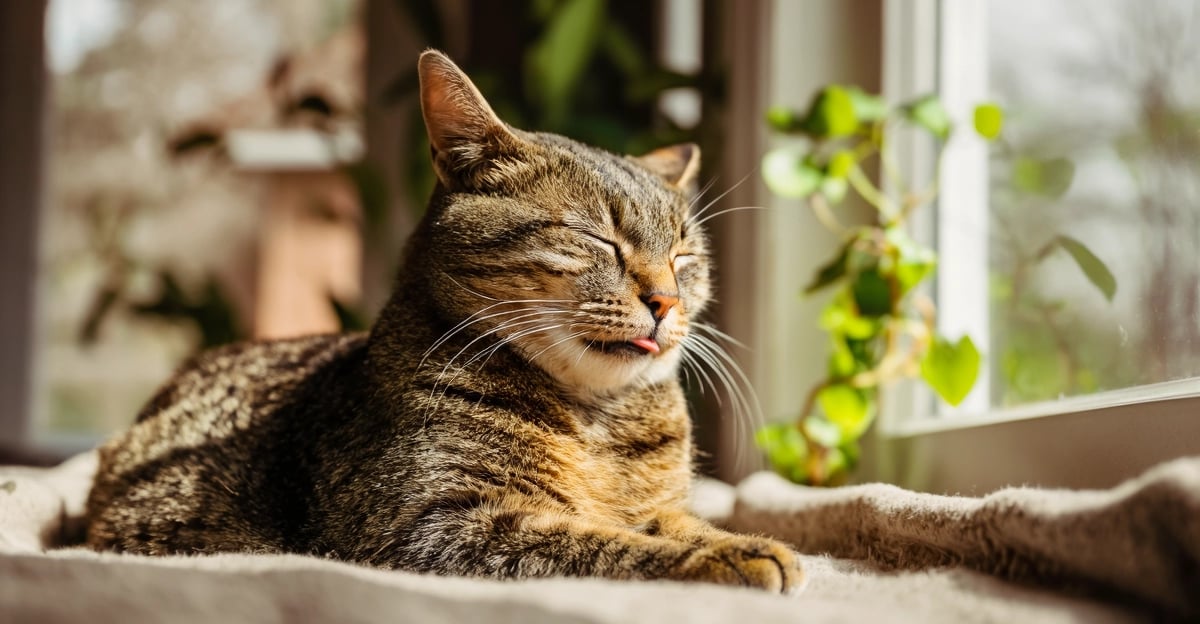 Comprendre le ronronnement du chat : La science de la guérison et de la communication