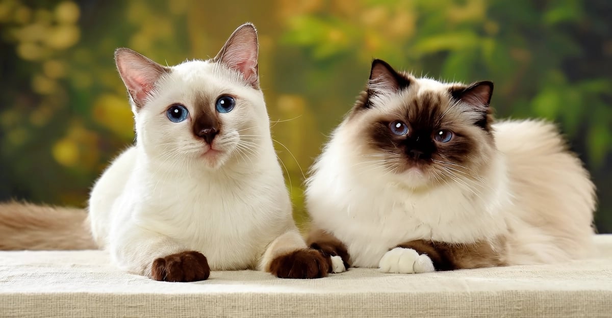 Birman vs Ragdoll Katze: Ein 2026-Leitfaden zu heiliger Schönheit vs. schlaffer Zuneigung
