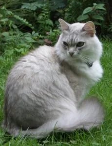 Tiffanie-Katze: Charakter, Haltung & Pflege im Rasseporträt