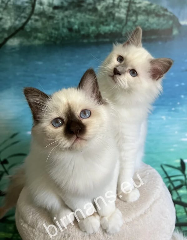 Heilige Katze von Birma: Charakter, Pflege & Haltung im Portrait
